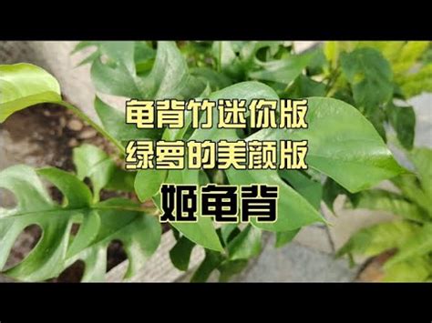 姬龜背風水|家居風水佈局指南：龜背芋放哪裡？辦公室、客廳、玄關擺放位置。